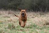 TOSA INU 542